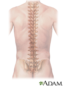 Normal Spine